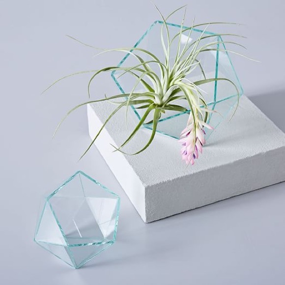west elm Accessories - West Elm Terranium